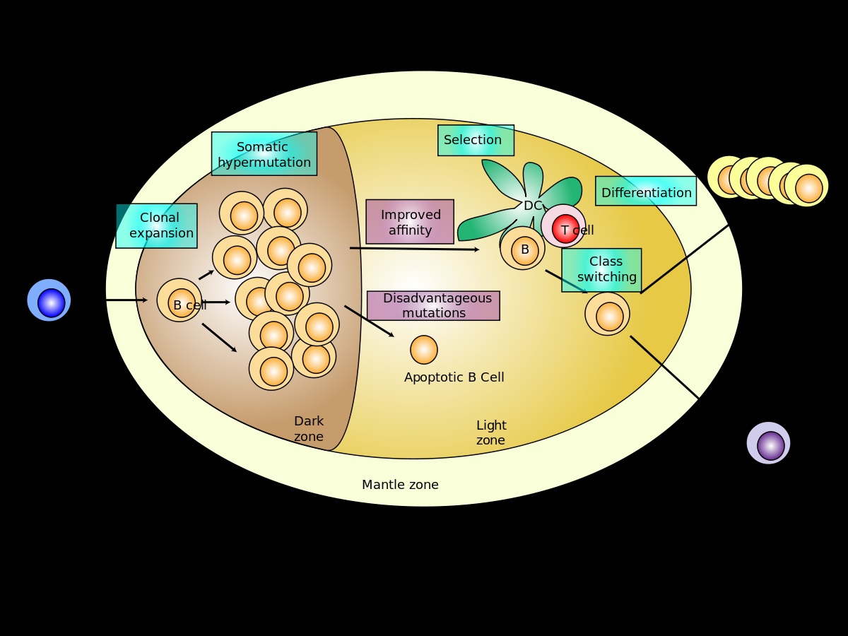 The Germinal Centre B Cell Response To SARS-CoV-2 - EScienceinfo