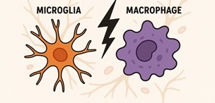 Identity Crisis Between Microglia and Macrophages in the CNS
